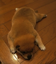 赤ちゃん柴犬