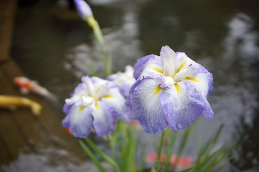 花菖蒲 山の雫