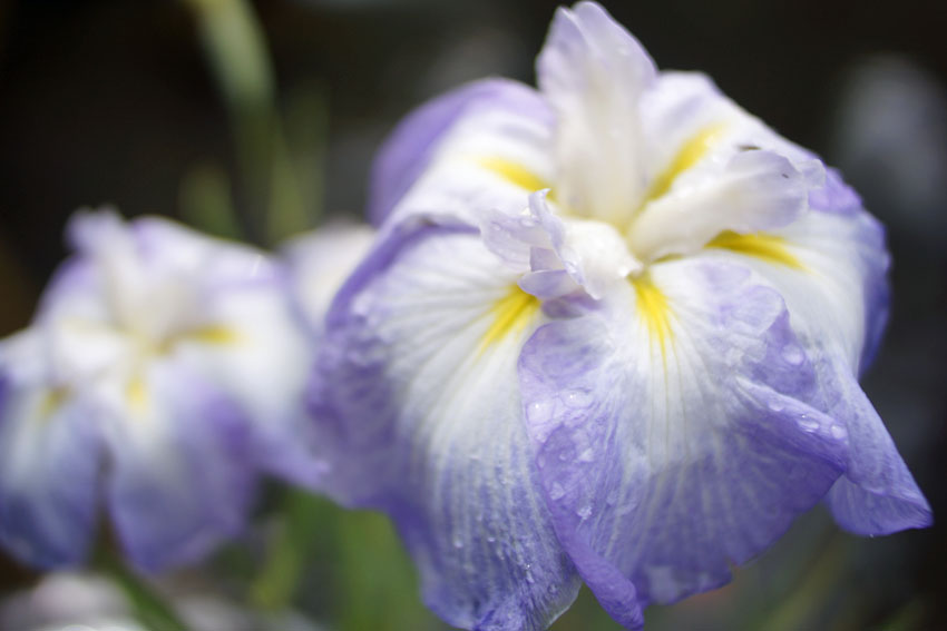 花菖蒲 山の雫