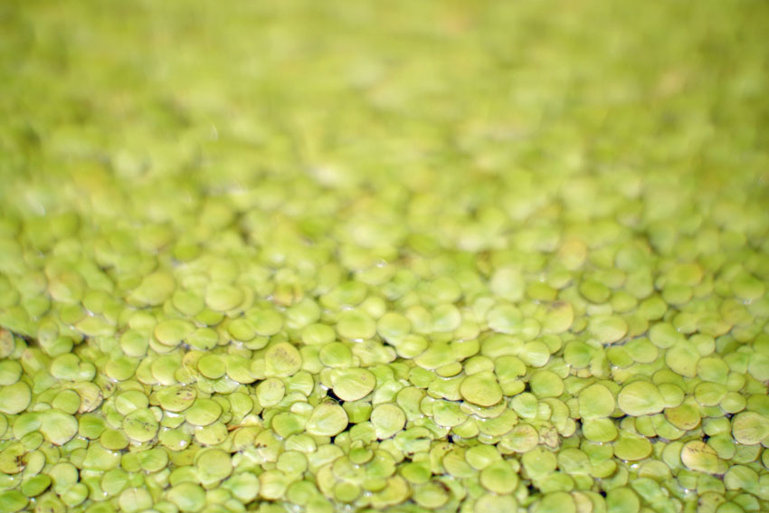水草