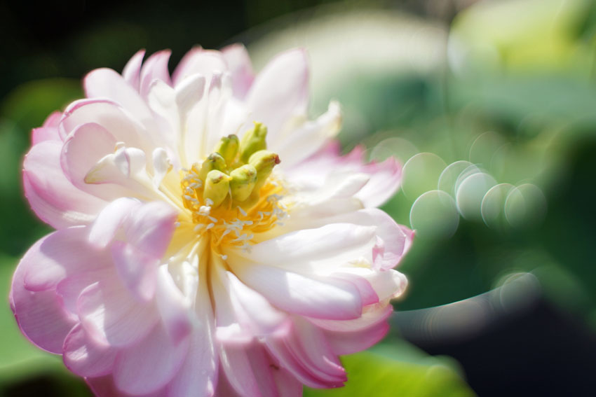 Summilux 35mm F1.4