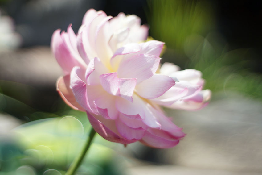 Summilux 35mm F1.4