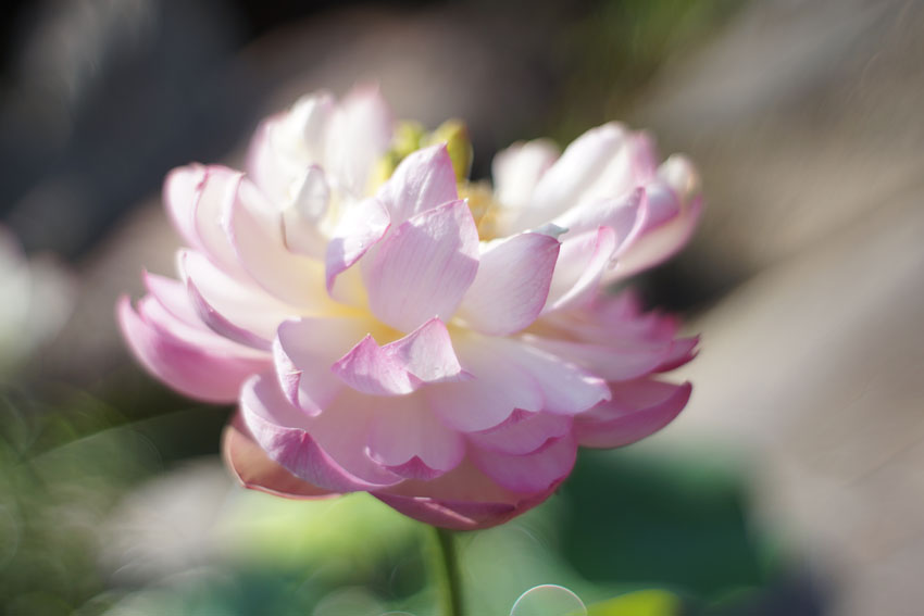 noctilux leica
