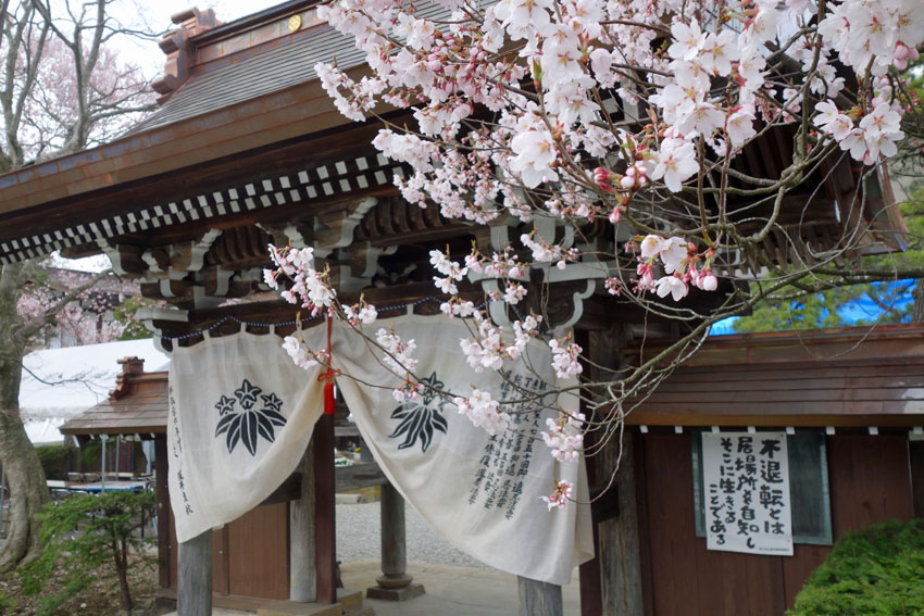 高山市了心寺 桜 御遠忌 イベント