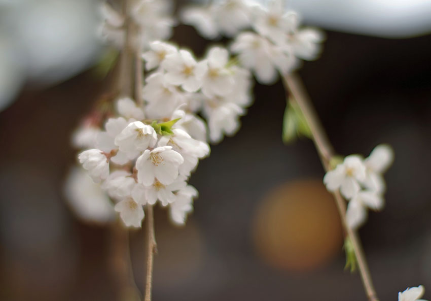 高山市,中橋,桜