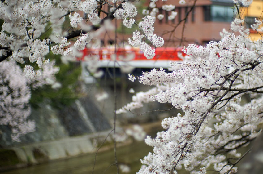 高山市,中橋,桜