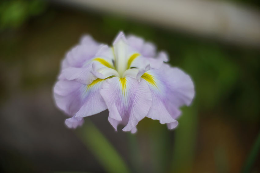 花菖蒲,アニメ「氷菓」,千反田える,家
