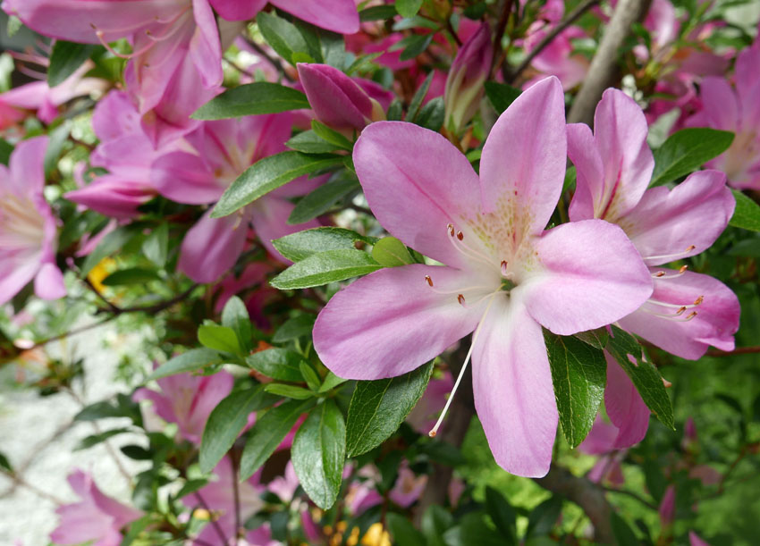 アニメ「氷菓」,千反田える,家