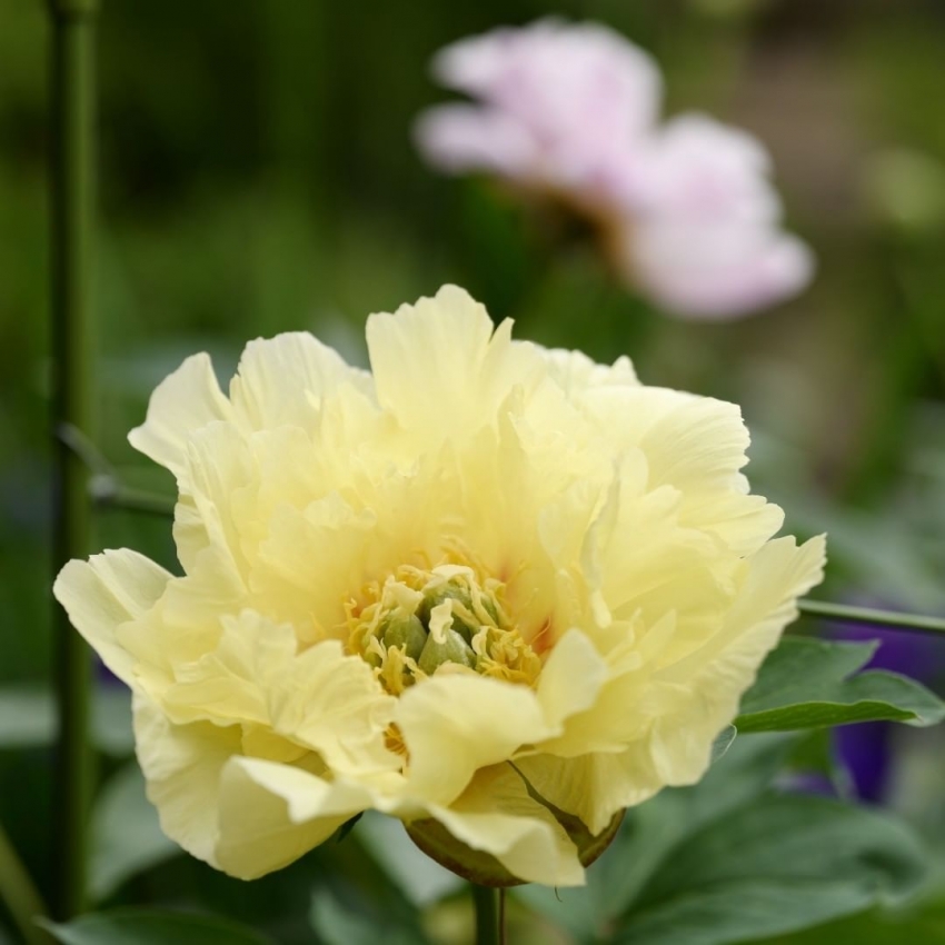 gvbdo,G.V.BLACK DENTAL OFFICE,芍薬,peony