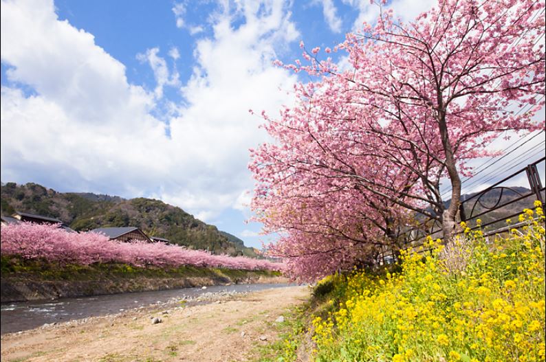 河津桜.JPG