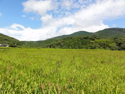 豆酘の水田