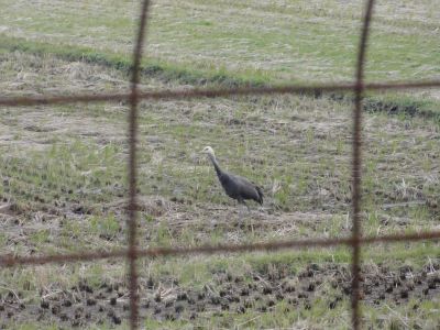 ナベヅル?幼鳥