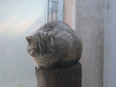 ツシマヤマネコその1