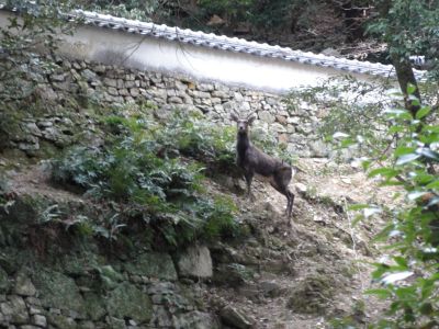 万松院のツシマジカ
