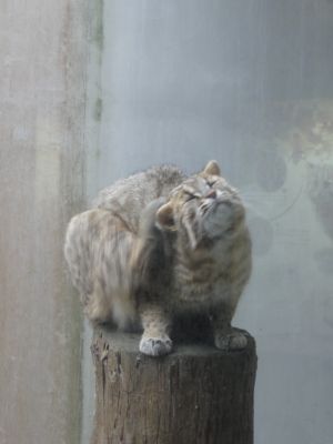 ツシマヤマネコのあくび