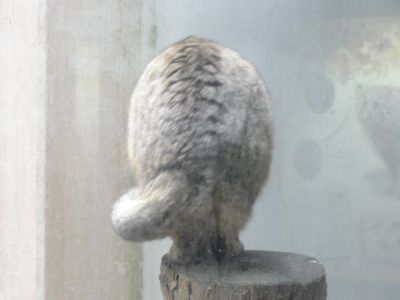 ツシマヤマネコの後ろ姿