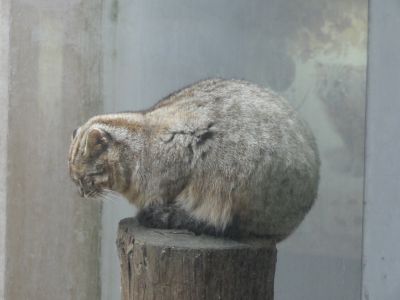 メタボヤマネコ