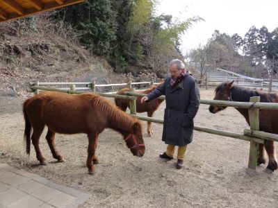 対州馬