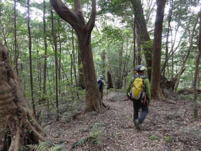 原始林を歩く