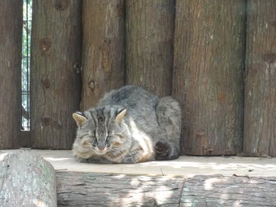 ツシマヤマネコ