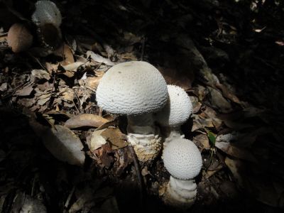 キノコその3