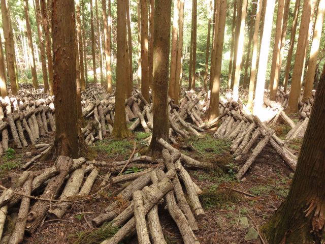 原木しいたけのほだ場
