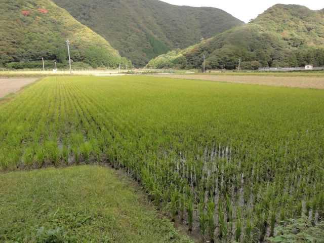阿連の水田
