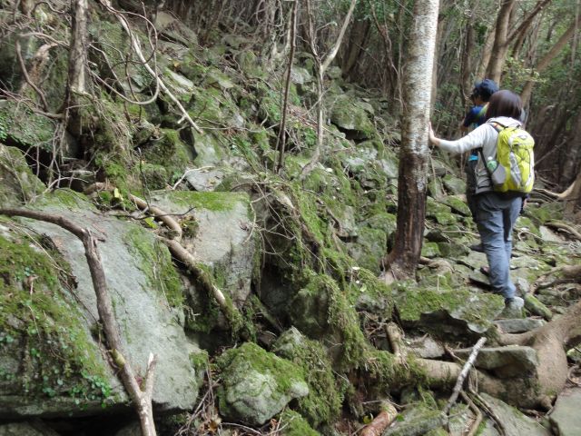 登山道の雰囲気1