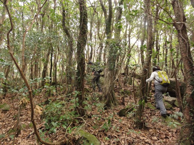 登山道の雰囲気2