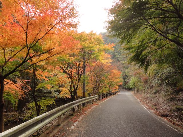 舟志のもみじ街道1