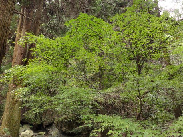 白嶽登山道2