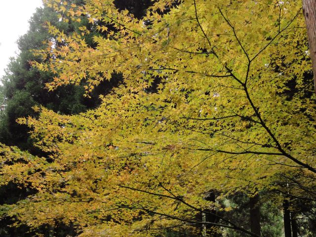 登山道