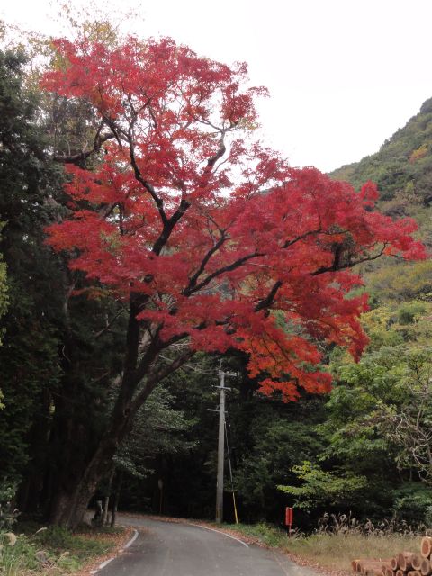 加志・千年もみじ