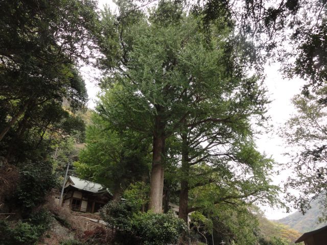 雷命神社のイチョウ1