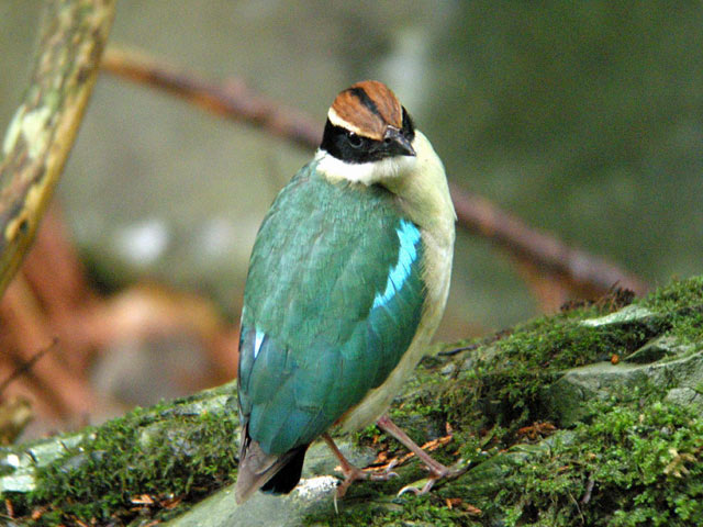 ヤイロチョウ