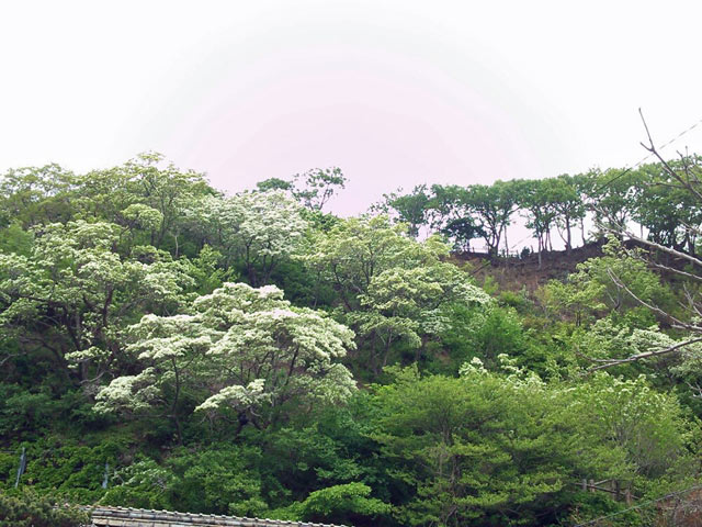ヒトツバタゴ3