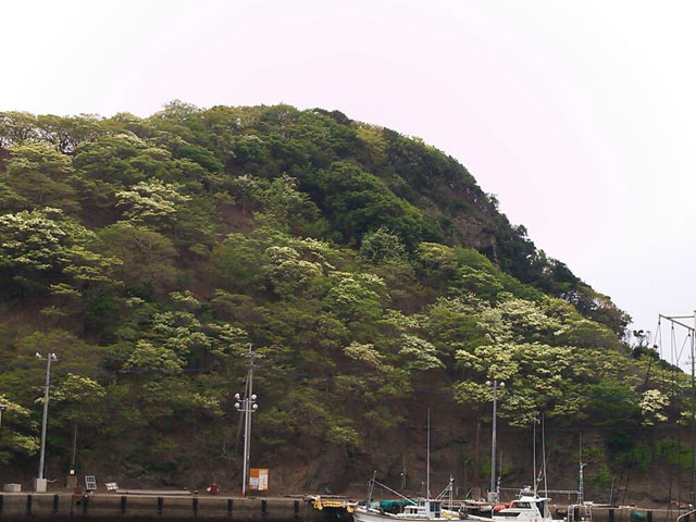 ヒトツバタゴ4