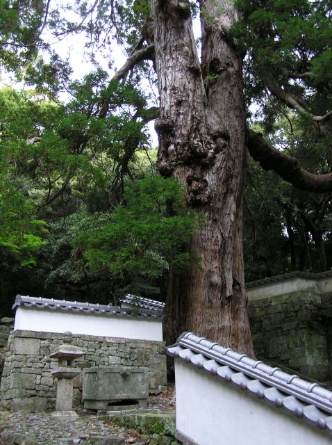 万松院の大杉