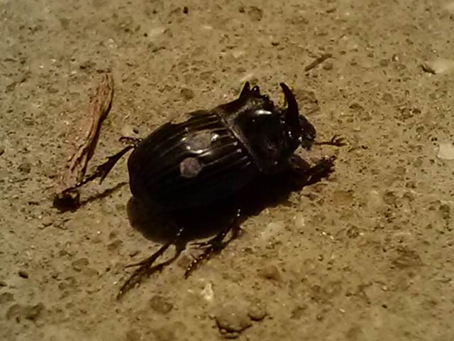 ヒメダイコクコガネ
