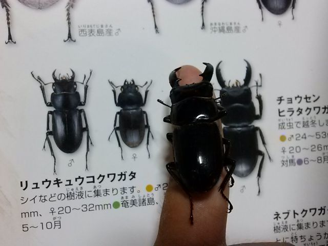 チョウセンヒラタクワガタ