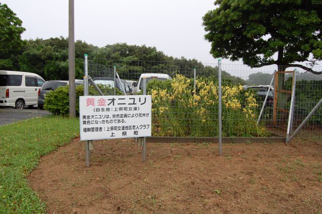 オウゴンオニユリ2