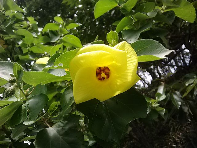 ハマボウ