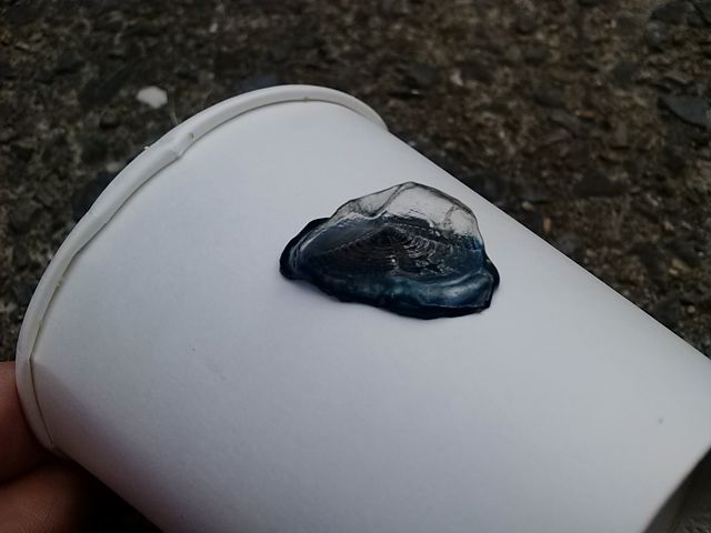 カツオノカンムリ