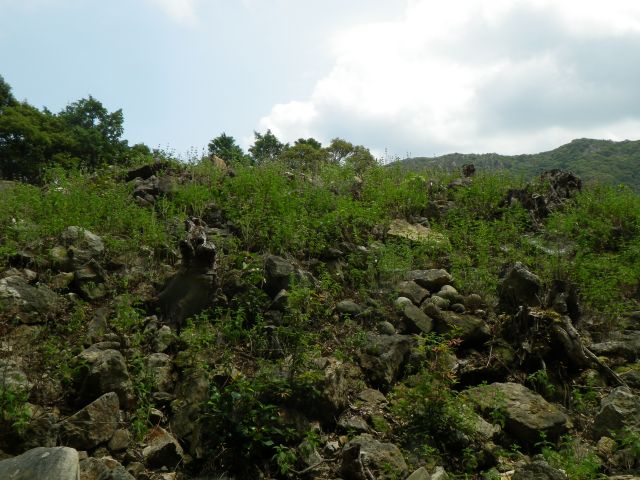 ダンギク群生地