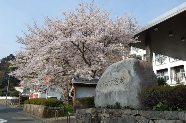 市役所前の桜
