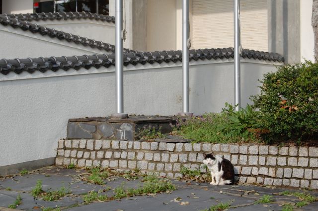 ツシマノラネコ