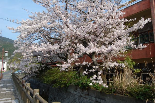 厳原幼稚園