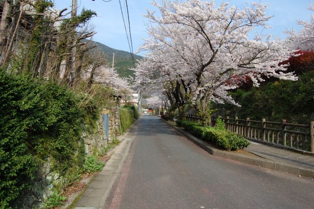 桜並木1