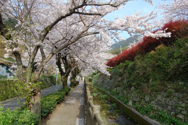 桜並木2