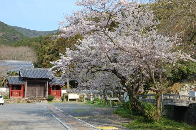 万松院の桜